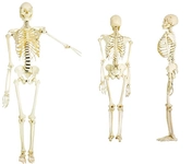 Omurga Kaç Kemikten Oluşur?