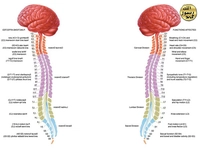 Omurga Kemiği Özellikleri ve Faydaları Nelerdir?